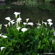 Zantedeschia aethiopica