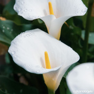 Zantedeschia aethiopica