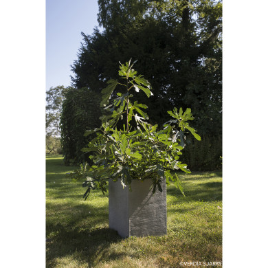 Figuier nain Figality®