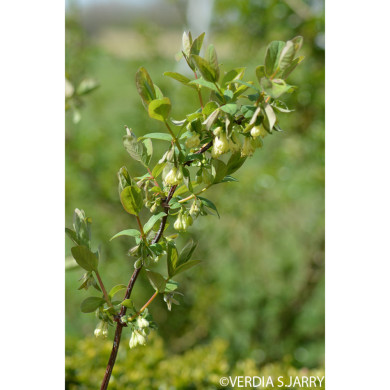 Baie de mai Fruity Berry®