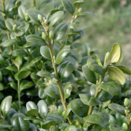 Buxus sempervirens 'Rotundifolia'
