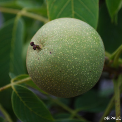 Noyer 'Corne du Périgord'