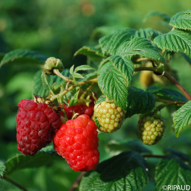 Framboisier 'Red Angel'