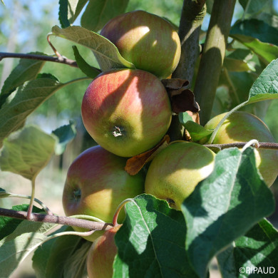 Pommier 'Reine des Reinettes'