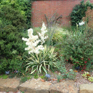 Yucca Filamentosa Color Guard