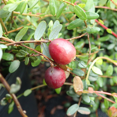 Cranberry 'Pilgrim'