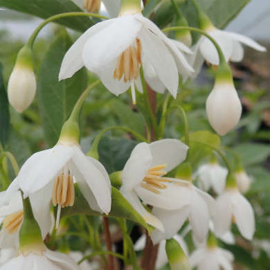 Styrax Japonicus June Snow