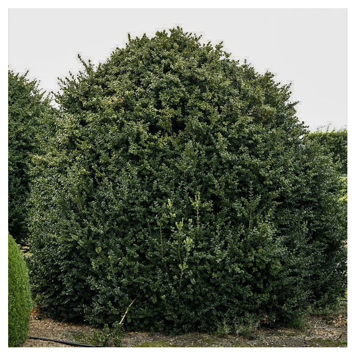 Buxus sempervirens 'Rotundifolia'