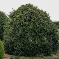 Buxus sempervirens 'Rotundifolia'