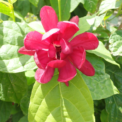 Sinocalycalycanthus Raulstonii Hartlage Wine
