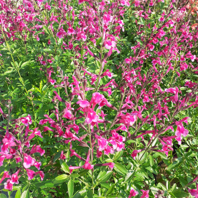 Salvia Greggii Icing Sugar®