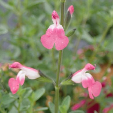 Salvia Microphylla Pink Lips® Jeremy