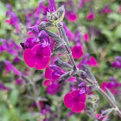 Salvia Microphylla Violet