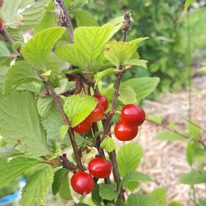 Prunus Tomentosa
