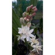 Polianthes tuberosa 'The Pearl'