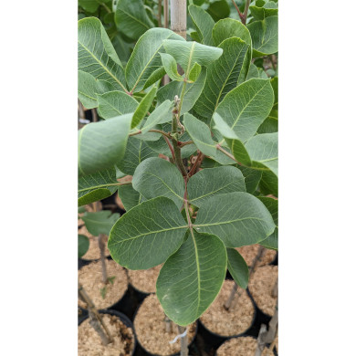 Pistachier 'Peters' (mâle)