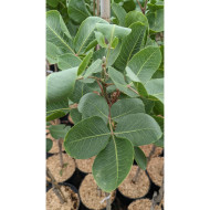 Pistachier 'Peters' (mâle)
