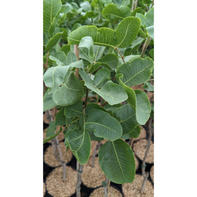 Pistachier 'Kerman' (femelle)