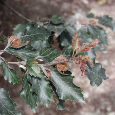 Fagus sylvatica 'Rohan Obelisk'