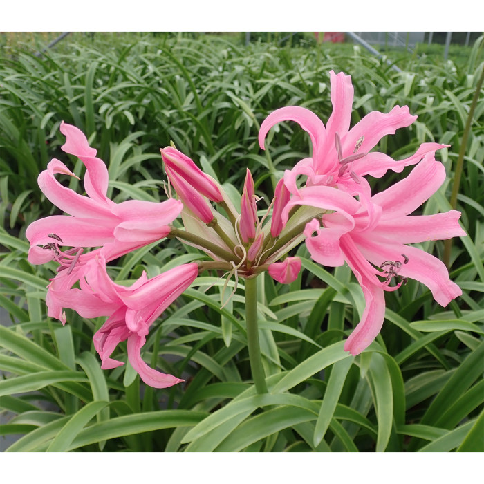 Nerine Bowdenii