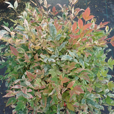 Nandina domestica 'Twilight'