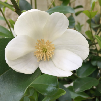 Michelia Yunnanensis