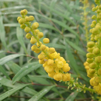 Mahonia eurybracteata 'Soft Caress'