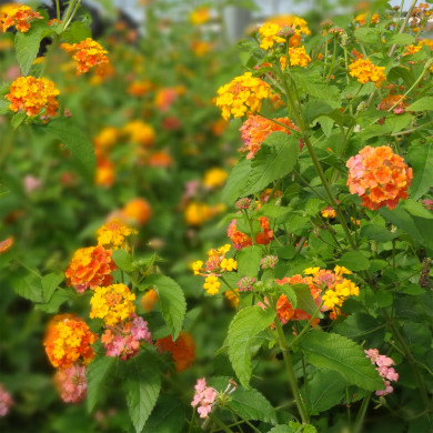 Lantana Camara Miss Huff