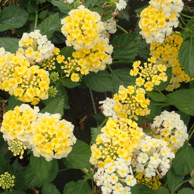 Lantana Sunny Side Up