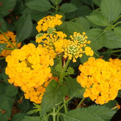 Lantana camara 'Chapel Hill Yellow'