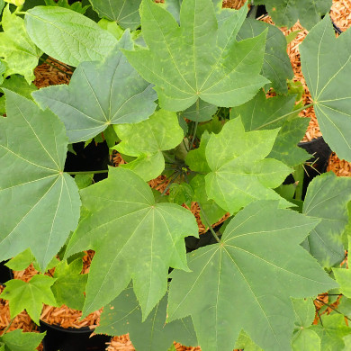 Kalopanax Septemlobus