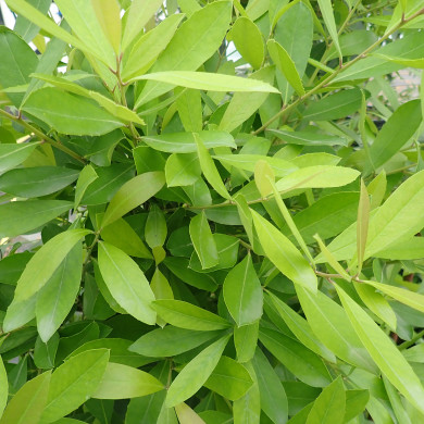 Ilex Paraguariensis