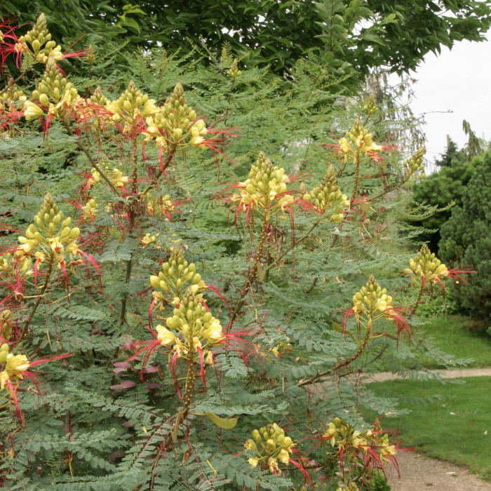 Caesalpina gilliesii