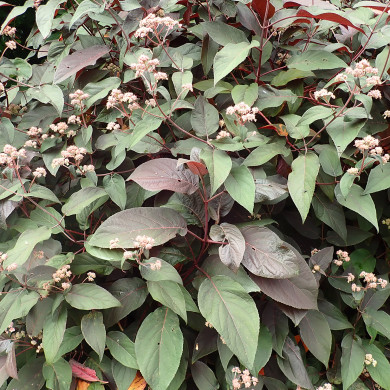 Hydrangea Aspera Subsp Hot Chocolate