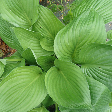 Hosta Nigrescens Eliator