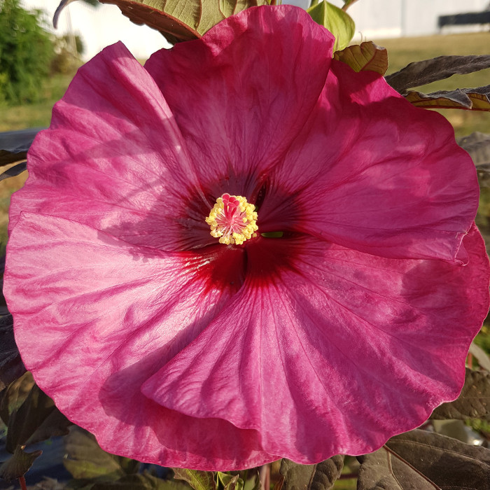 Hibiscus Moscheutos Summerific Berry Awesome®