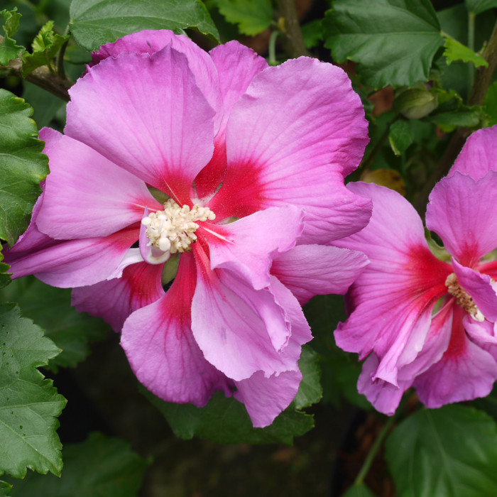 Hibiscus paramutabilis 'Walberton's Rose Moon® Walhirosmo'