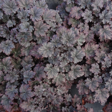 Heuchera Frosted Violet Dream®
