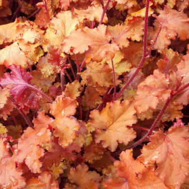 Heuchera 'Peach Crisp'