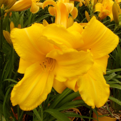 Hemerocallis 'Buttercup Parade'