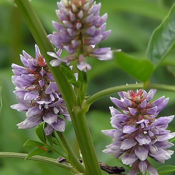 Glycyrrhiza Glabra