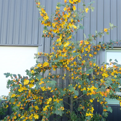 Fremontodendron Californicum