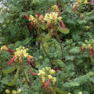 Caesalpina gilliesii