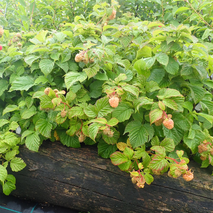 Framboisier (Rubus Idaeus) 'NR7' RUBY BEAUTY®