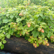 Framboisier (Rubus Idaeus) 'NR7' RUBY BEAUTY®