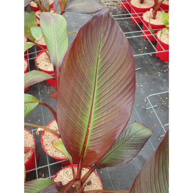 Ensete ventricosum 'Maurelii'