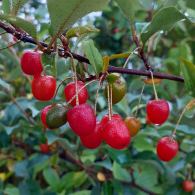 Elaeagnus multiflora
