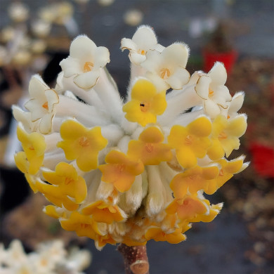 Edgeworthia chrysantha 'Nanjing Gold'