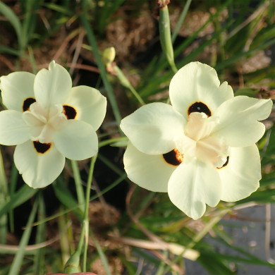 Dietes bicolor