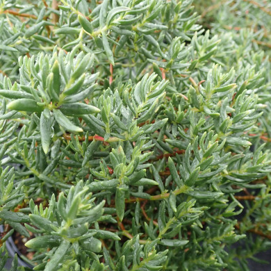 Crassula Sarcocaulis